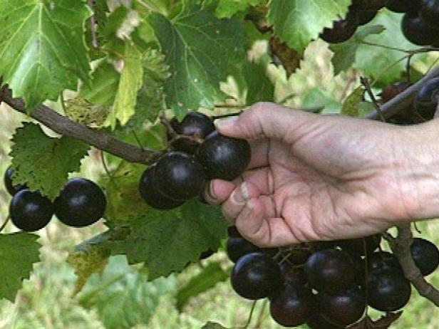 As uvas Muscadine amadurecem individualmente.