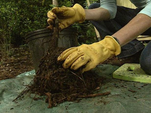 Tarik pokok dengan teliti dari bekasnya. Untuk memberi akar permulaan penyebaran ke dalam tanah, lepaskan dan lepaskan yang dilingkari.