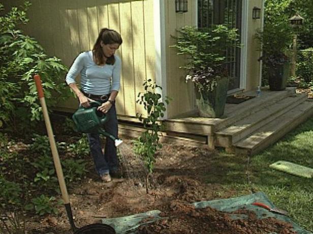 Dobrze podlej drzewo i uzupełnij je dodatkową ziemią, aby wypełnić miejsce, w którym osiada po podlaniu.