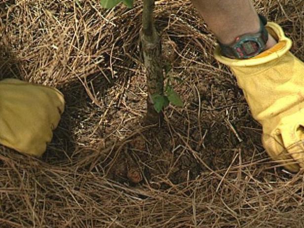 Izklājiet mulču ap koka pamatni, pēc tam velciet to dažus centimetrus atpakaļ no stumbra.