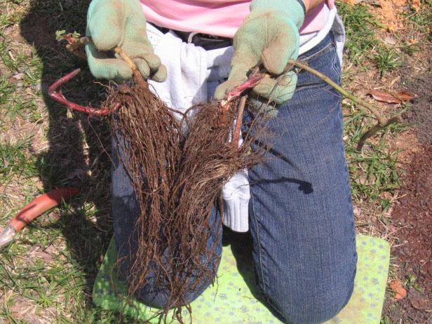 A melhor época para plantar amoras-pretas de raiz nua na maioria dos climas é o início da primavera. Sacuda qualquer material que esteja agarrado às raízes e mergulhe as raízes em um balde de água por duas horas.