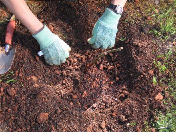 Gräva ett hål med samma djup och bredd som rötterna när du fläktar ut. Placera växten i hålet så att punkten där rötterna går med stammen är i nivå med den omgivande jorden