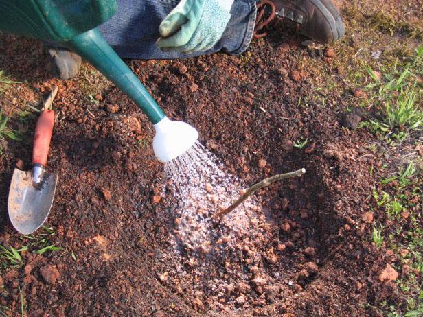 Ompliu de terra fins que el forat estigui ple de tres quartes parts. Regar bé per assentar el sòl. Acabeu d’omplir el forat i regueu de nou.