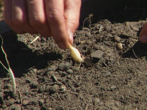 Plante conjuntos de cebollas en clima frío