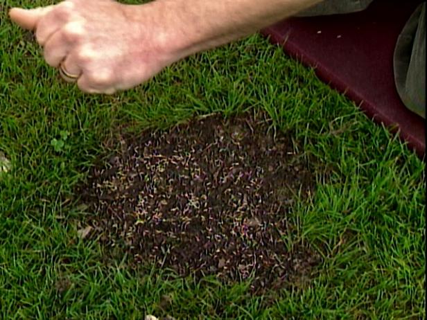 Wie man einen Rasen durch Aussaat repariert