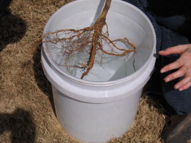 Trước khi trồng mận, bạn hãy ngâm rễ vào một xô nước. Ngâm phần rễ trần của cây trong một hoặc hai phút trước khi trồng chúng luôn luôn là một ý kiến ​​hay vì nó giúp bù nước cho rễ.