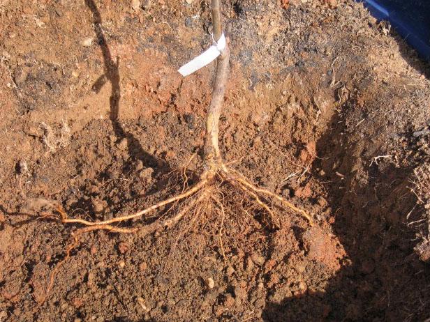 Hvis du arbeider i leireaktig jord, bruk en spadegaffel og stikk den i bunnen og sidene av hullet. Dette skaper små kroker og kroker som røtter kan bruke som fotfeste når de vokser ut i den omkringliggende jorda.