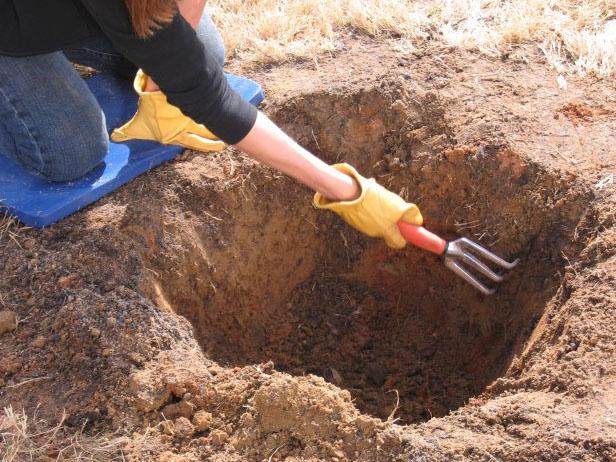 Saat menyiapkan lubang untuk pohon prem Anda, pastikan kedalaman lubang Anda sama dengan akarnya dan selebar keliling akar saat mereka menyebar.