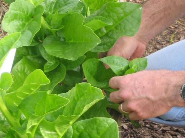 Kā audzēt Malabar spinātus