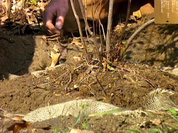 Cómo plantar un árbol o arbusto con bolas y arpillera