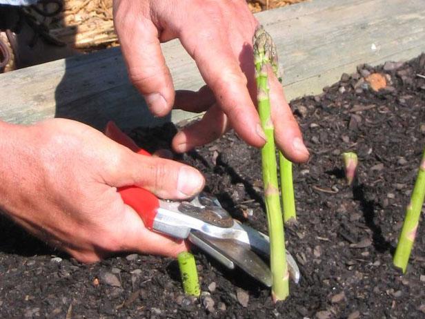asparagus نیزوں کو مٹی کی لکیر کے بالکل اوپر کاٹ دیں