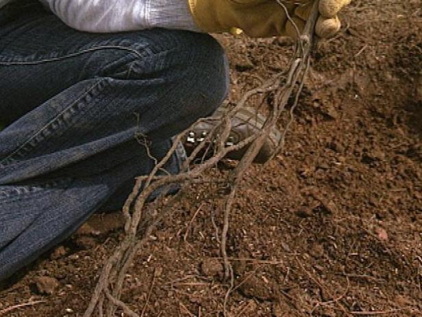 عند زراعة كروم الجذور العارية ، تأكد من إزالة جميع مواد التعبئة وفحص الجذور قبل غرسها. ثم قم بزرع العنب في الحفرة وقم بتهوية الجذور.