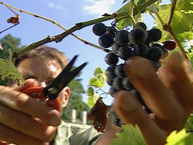 كيف تحصد العنب