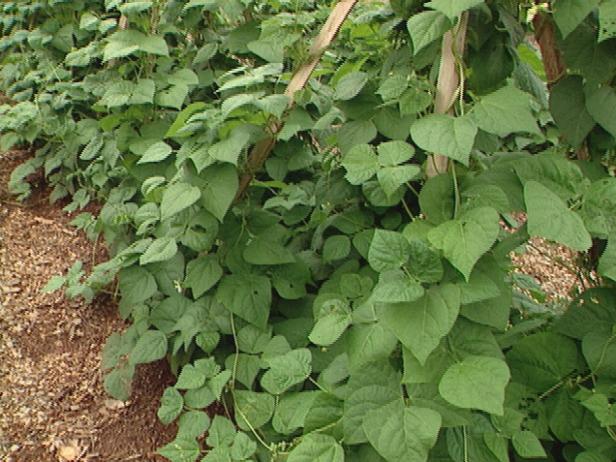 肥料と水柱とブッシュ豆の植物