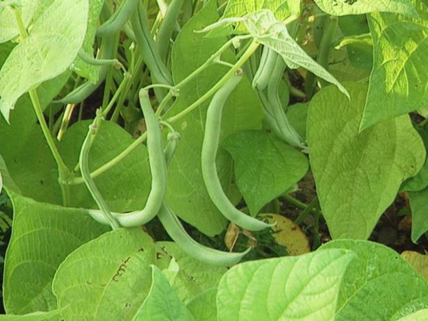 Harvest Beans regelmessig for å oppmuntre til produksjon
