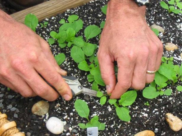 Cómo diluir semillas de rúcula
