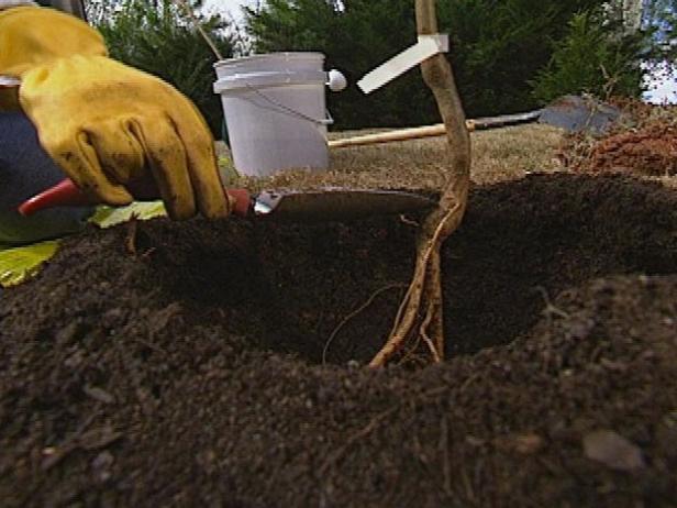 Quando metti il ​​tuo albero nella sua buca, assicurati che la svasatura della radice, o il punto in cui le radici iniziano a diffondersi dal tronco, sia appena sopra la linea del suolo.