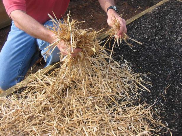 Cómo cultivar tu rábano picante