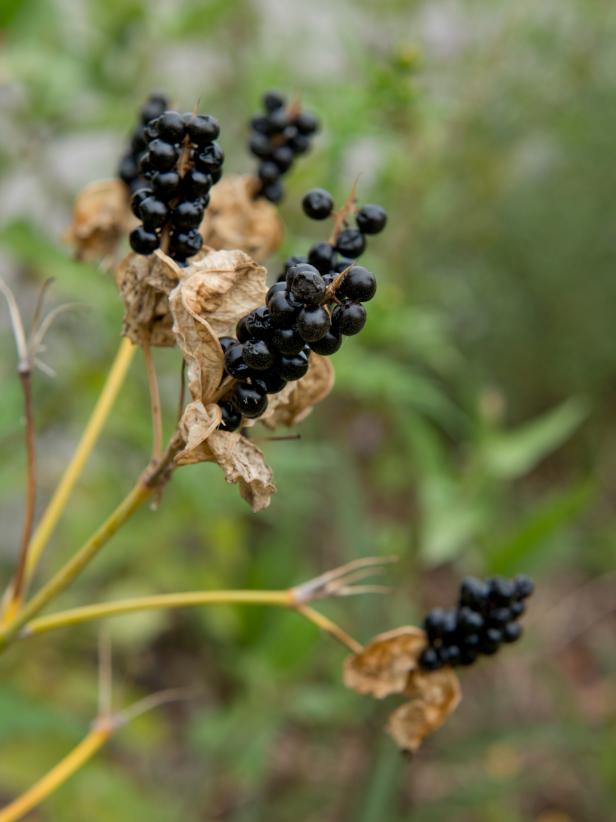 Blackberry liljefrø er indkapslet i frugt. Når det spises af et dyr (fugl, krybdyr eller pattedyr), bliver frøskallen arret i fordøjelseskanalen og gør det klar til spiring. Ellers vil frøene falde til jorden, frugten vil rådne, og i den proces vil frøet blive udsat for elementerne, hvilket vil blødgøre frølaget nok til spiring.