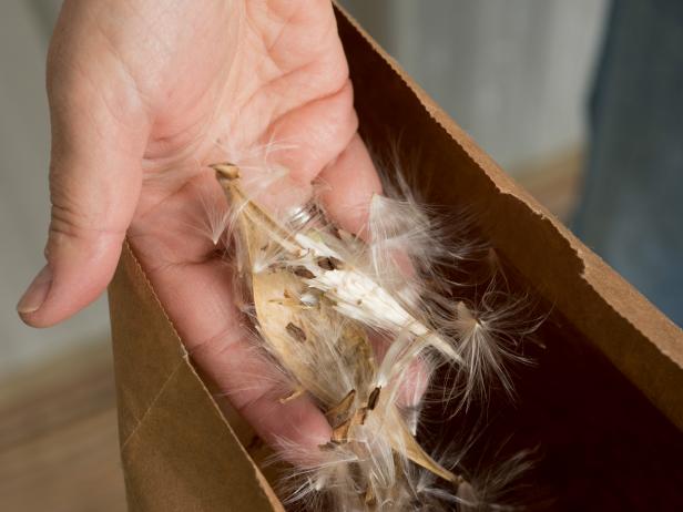 Trong trường hợp của hạt cây bông sữa, các sợi lông dường như được bện lại với nhau. Vỏ quả sẽ khô và nứt ra, và các chùm hạt bung ra, tách ra và bay đi.