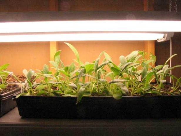 le luci delle piante imitano la luce solare naturale