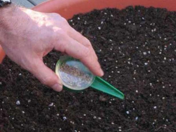 Cómo sembrar semillas de ensalada Mesclun