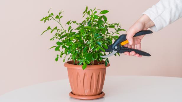 Come rinnovare una pianta d'appartamento troppo cresciuta