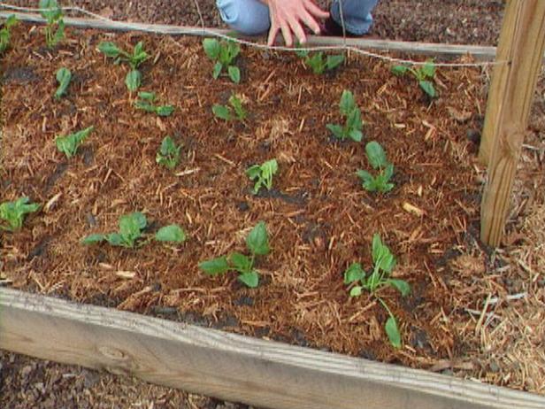 Use tesouras de jardim para diluir as plantas de espinafre