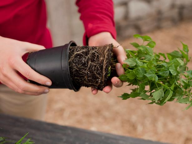 Retire las plantas de sus macetas para plantarlas en el terrario de su pecera.