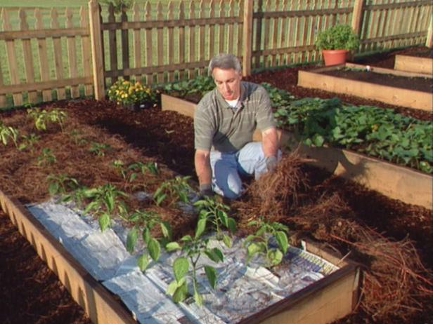 Mulch Pepper Planter