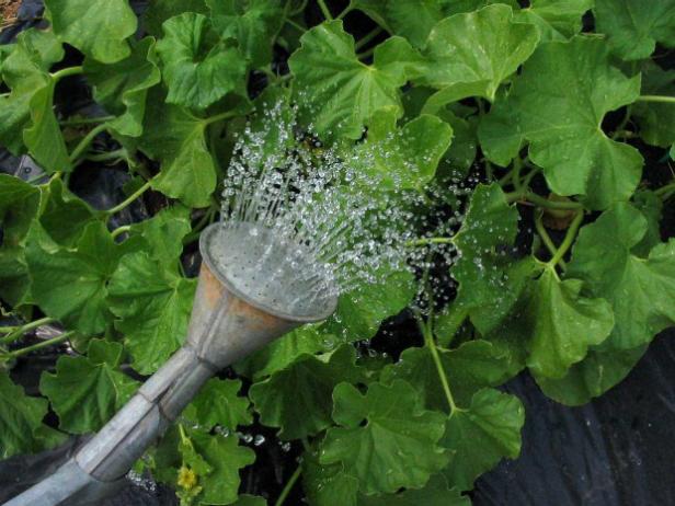 Kvapalné hnojivo nastriekajte na melónové rastliny