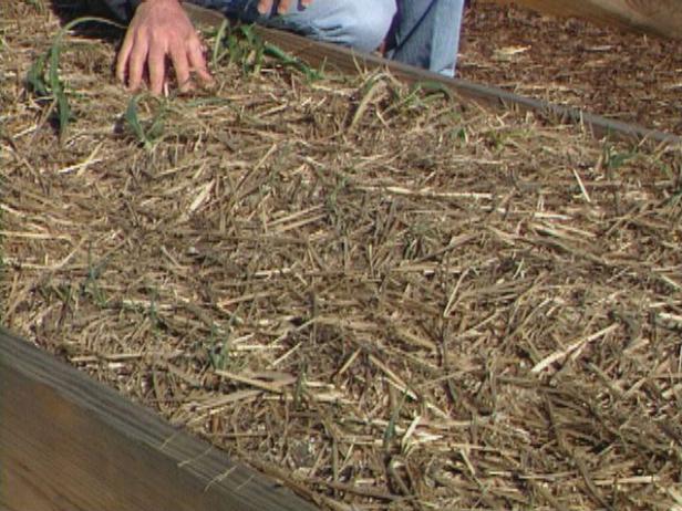 Verwenden Sie schweren Mulch für Knoblauchpflanzen