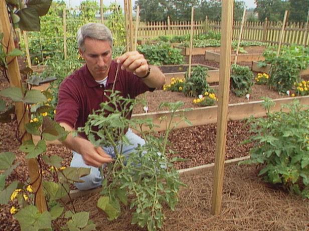 kelnaitės žarnos juostos, naudojamos pomidorų augalams tvirtinti