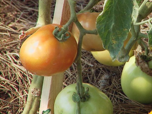 i dag er tomater populære over hele verden