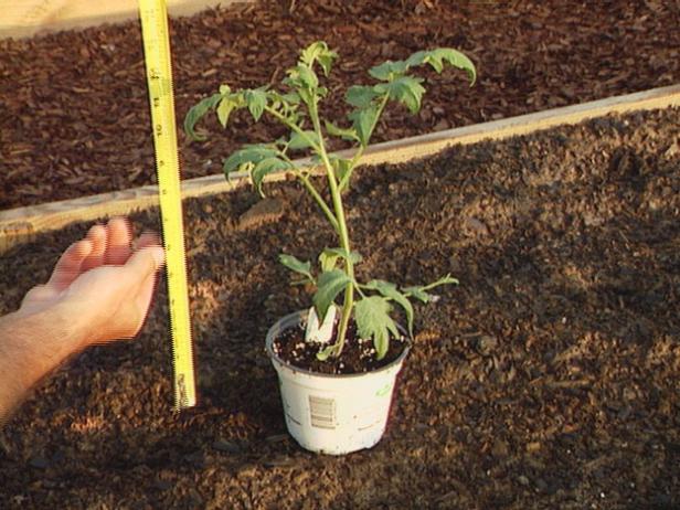 Hvordan dyrke tomater fra transplantasjoner