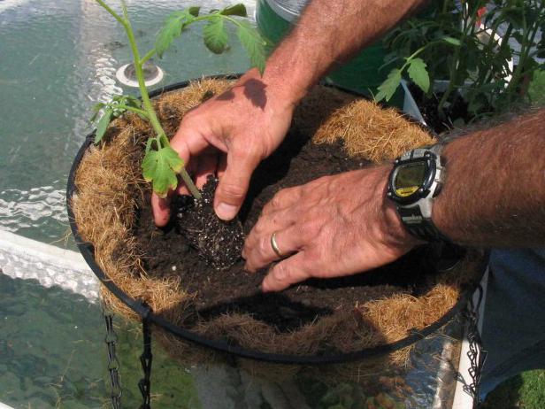 plantar tomàquet al centre de la cistella
