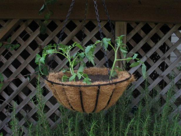tumbling hibrīds ķiršu tomāts labs konteineru augs