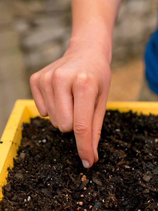 Asi 1 palec dovnútra od bočnej strany okenného boxu zasejte 2 rady semien reďkovky vzdialené asi 1/2 palca.