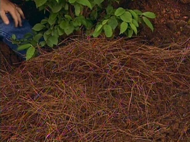 påfør mulch rundt bunnen av busken