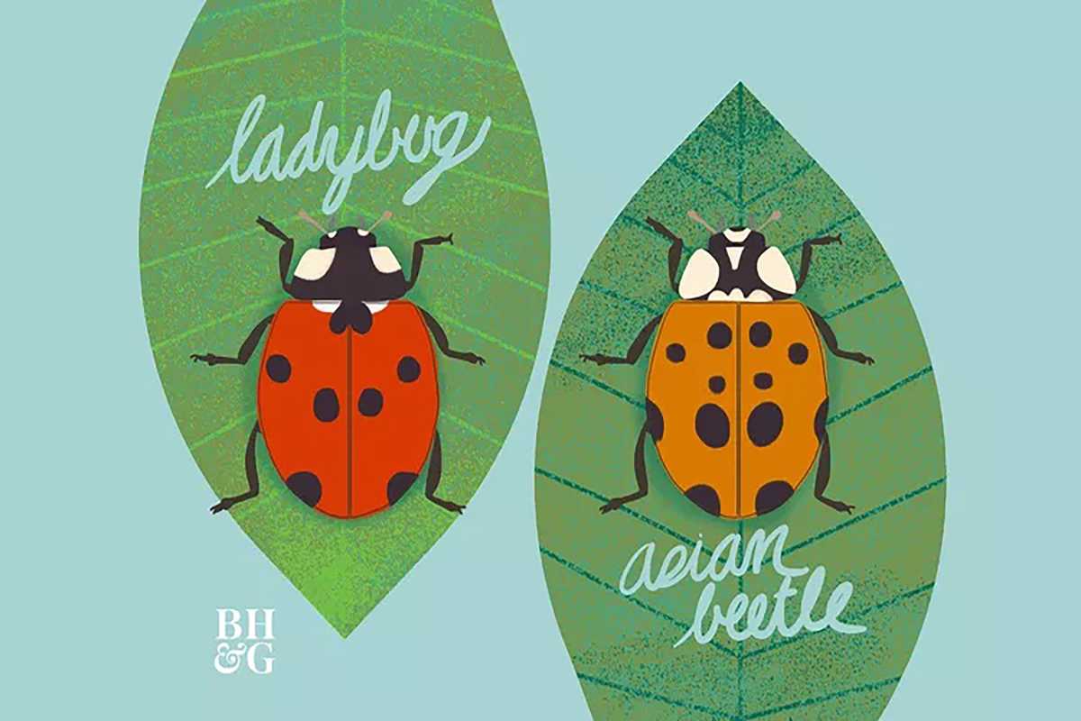 Itu Bukan Kepik Kuning—Ini Kumbang Kepik Asia yang Invasif