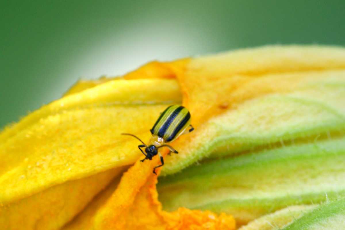 Cara Membasmi Kumbang Mentimun di Tanaman Anda