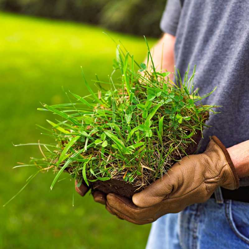 Как избавиться от крабовой травы и заменить ее настоящей травой