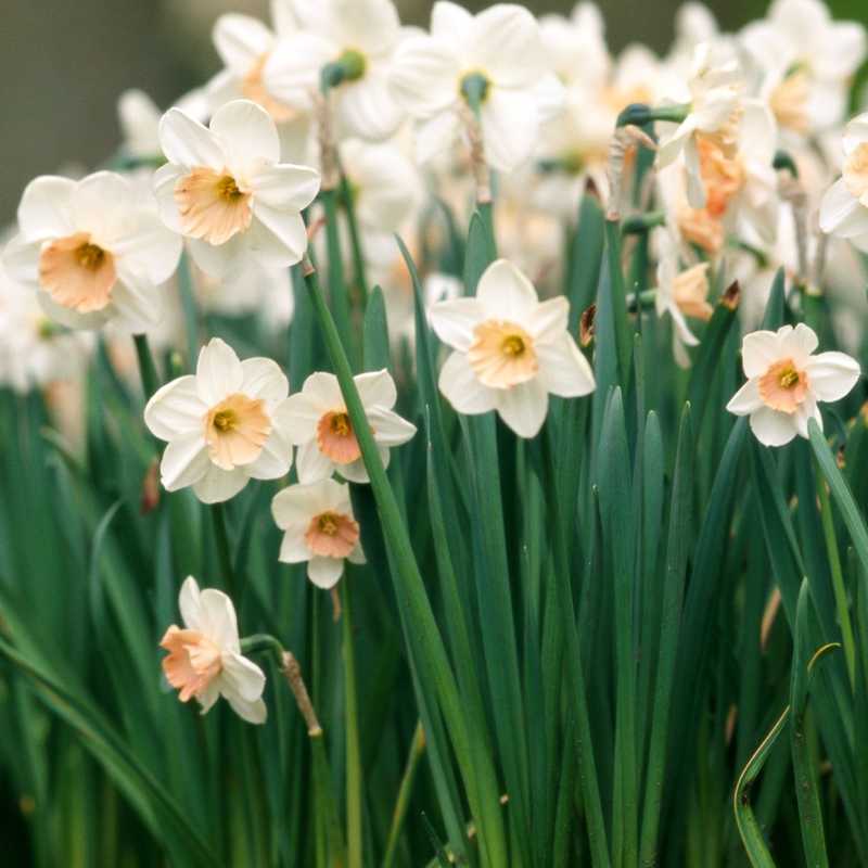 narcissus romance daffodil