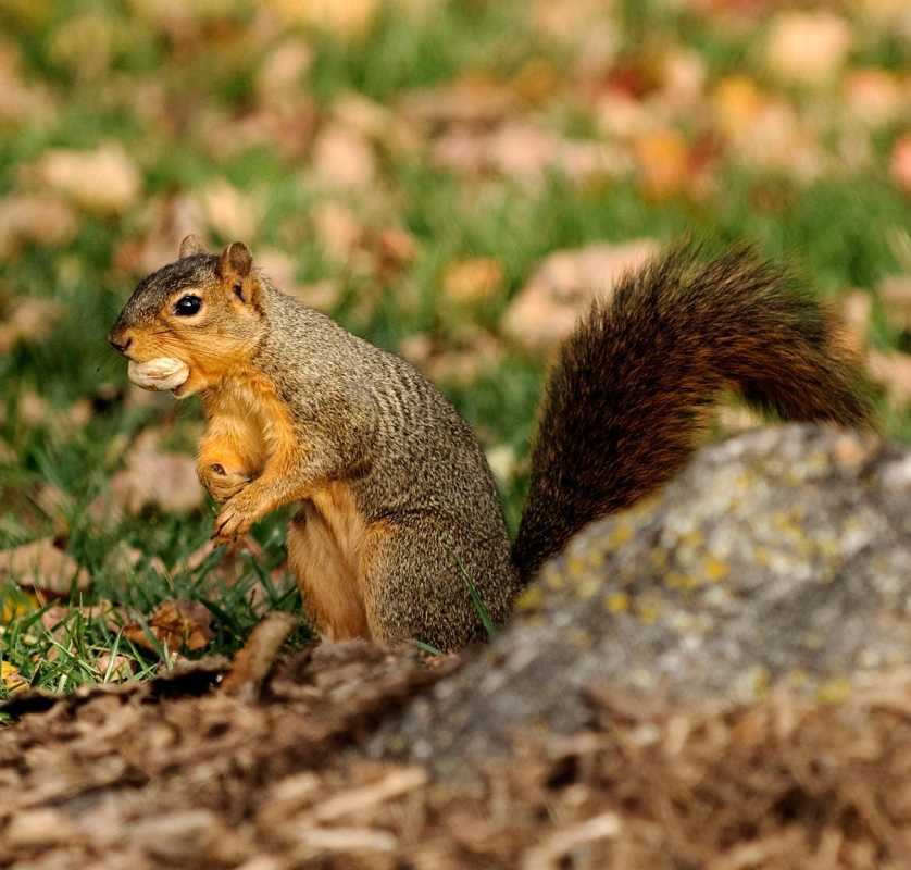 Jak zabránit veverkám a chipmunkům, aby poškodili vaše rostliny