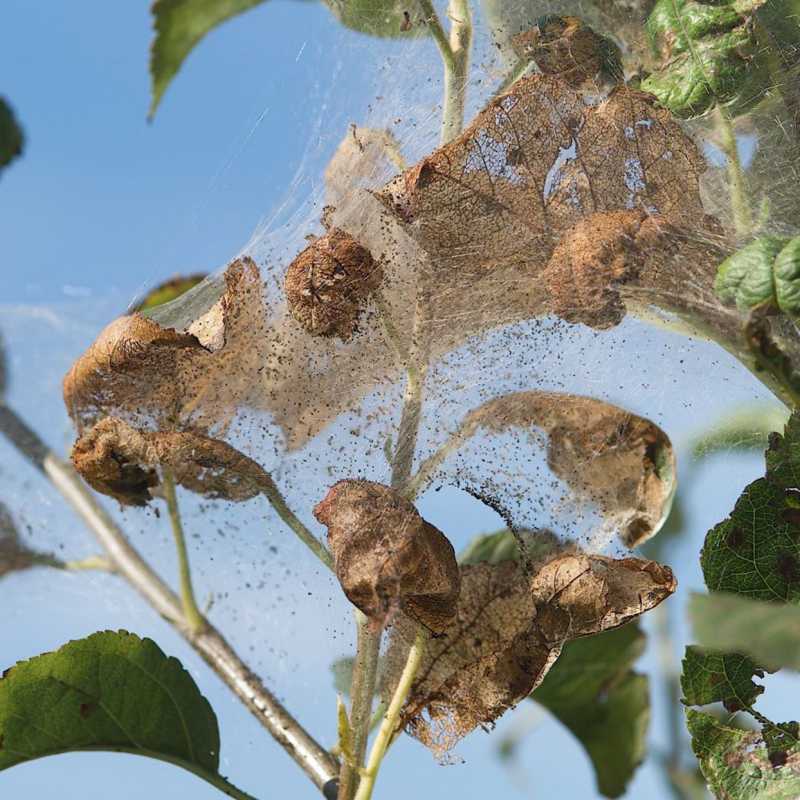 Làm thế nào để loại bỏ sâu web trong cây và bụi cây trước khi chúng gây thiệt hại
