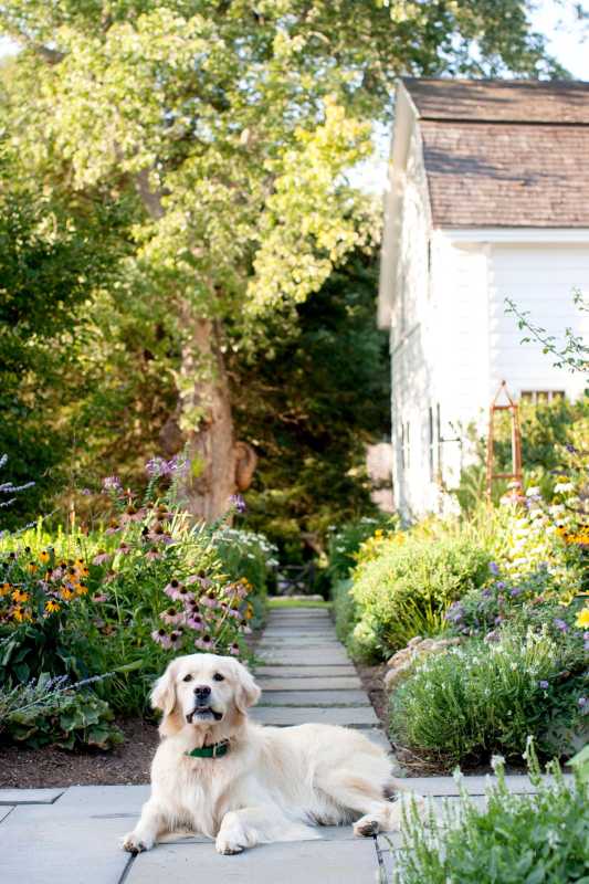 5 modi adatti agli animali domestici per eliminare le erbacce dal tuo giardino