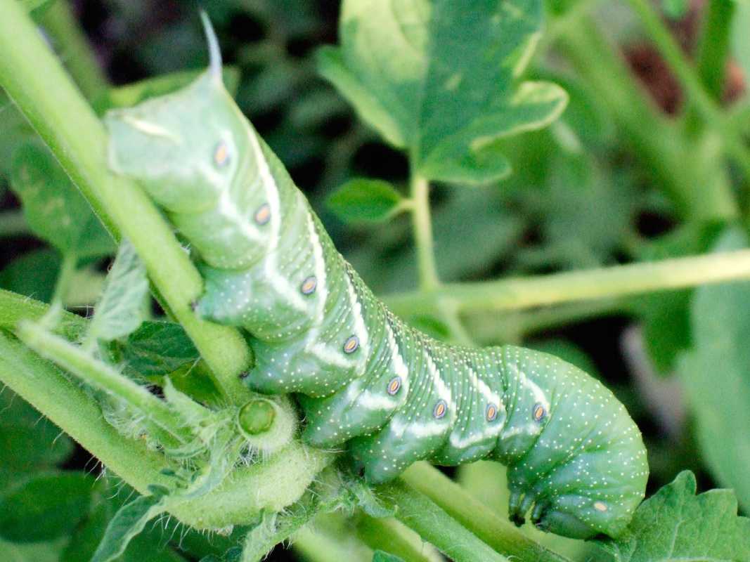 Hoe tomatenhoornwormen te identificeren en te verwijderen