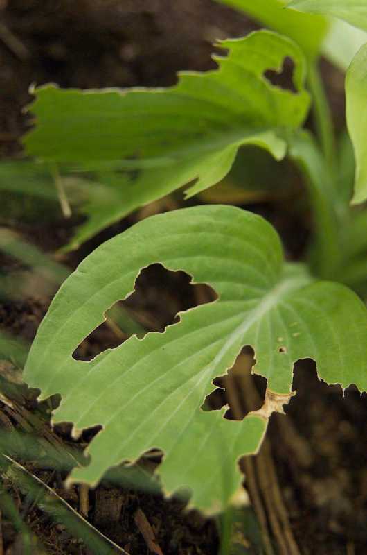 So verhindern Sie, dass Schnecken Löcher in Hosta-Blättern kauen