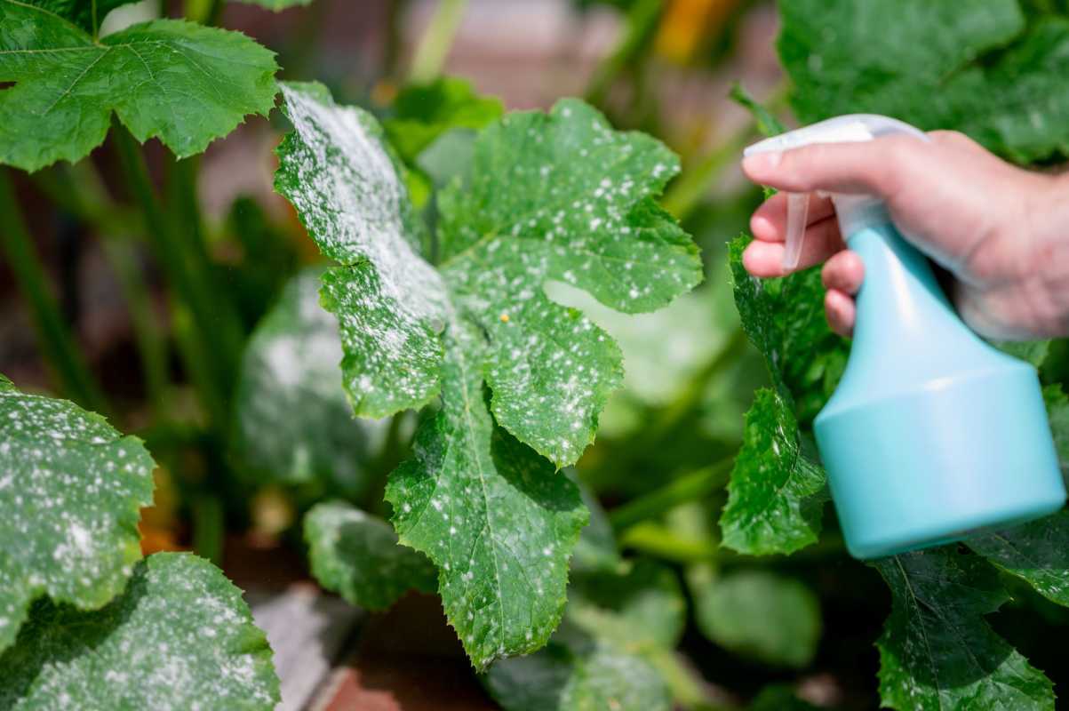 Kako preprečiti pepelasto plesen na rastlinah buč za zdrav pridelek