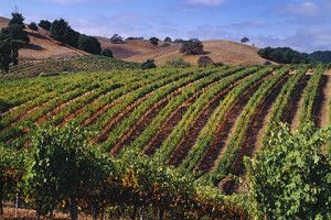 Kebun anggur di sepanjang Westside Road, Healdsburg, Sonoma Co., California. [Sungai Rusia AVA]